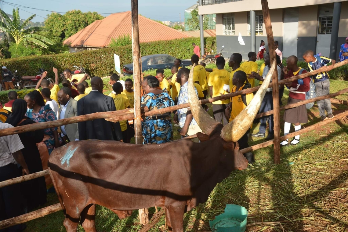 The cow awarded to the winners of the talent showcase at Stena Hill Secondary School